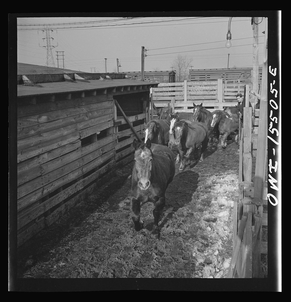 Calumet City, Illinois. Unloading horses at the Calumet Park stockyards. Sourced from the Library of Congress.
