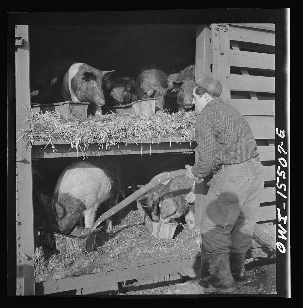 [Untitled photo, possibly related to: Calumet City, Illinois. Watering hogs at the Calumet Park stockyards]. Sourced from…