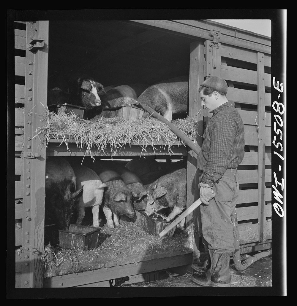 Calumet City, Illinois. Watering hogs at the Calumet Park stockyards. Sourced from the Library of Congress.