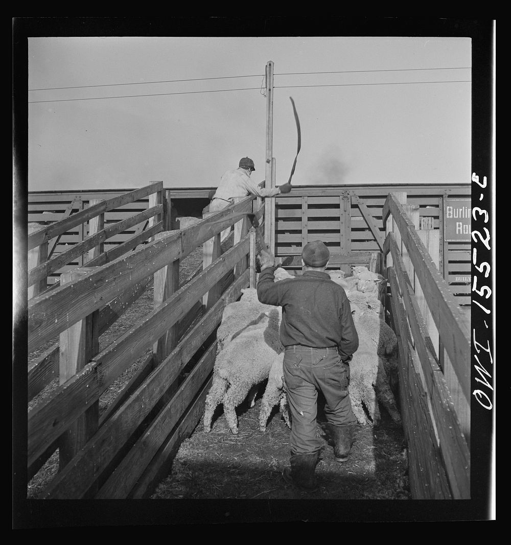 Calumet City, Illinois. Loading sheep at the Calumet Park stockyards. Sourced from the Library of Congress.
