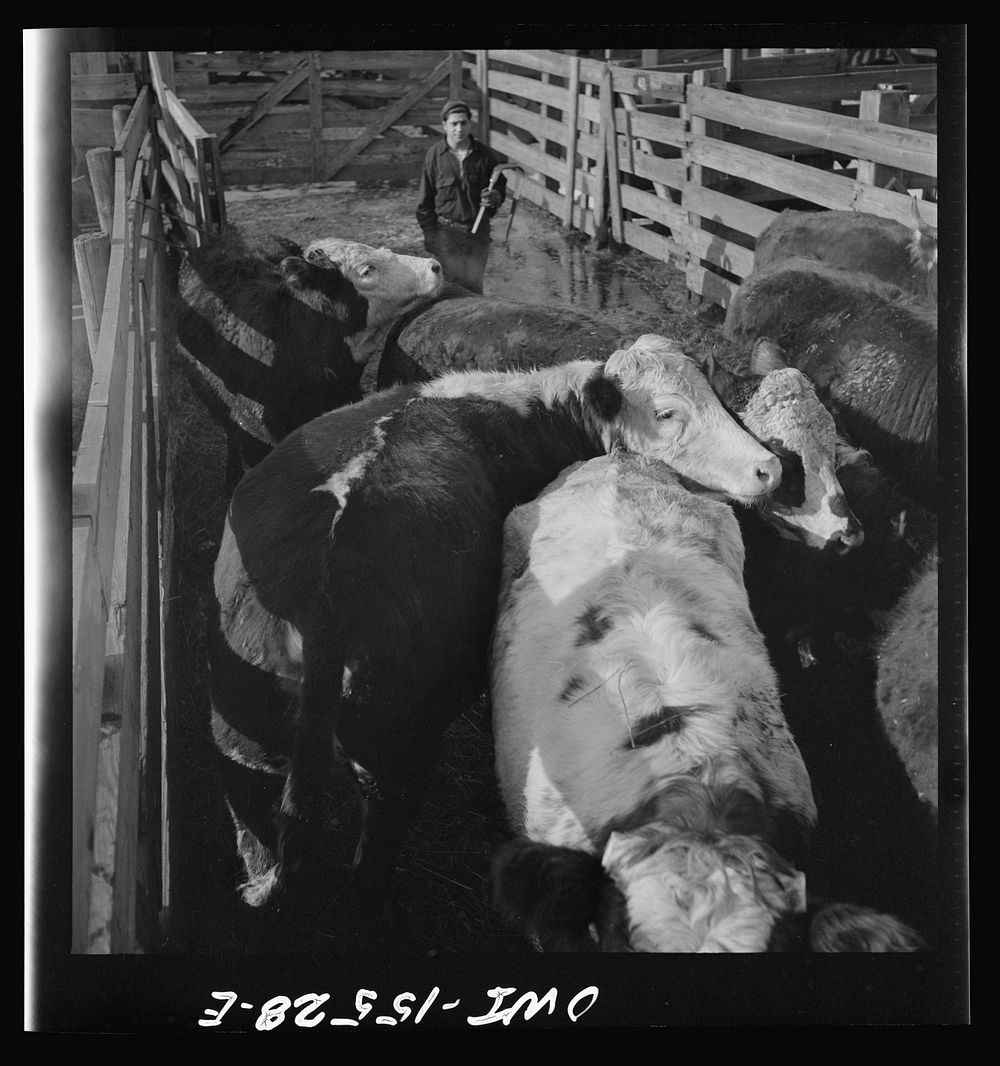 [Untitled photo, possibly related to: Calumet City, Illinois. Loading cattle at the Calumet Park stockyards]. Sourced from…