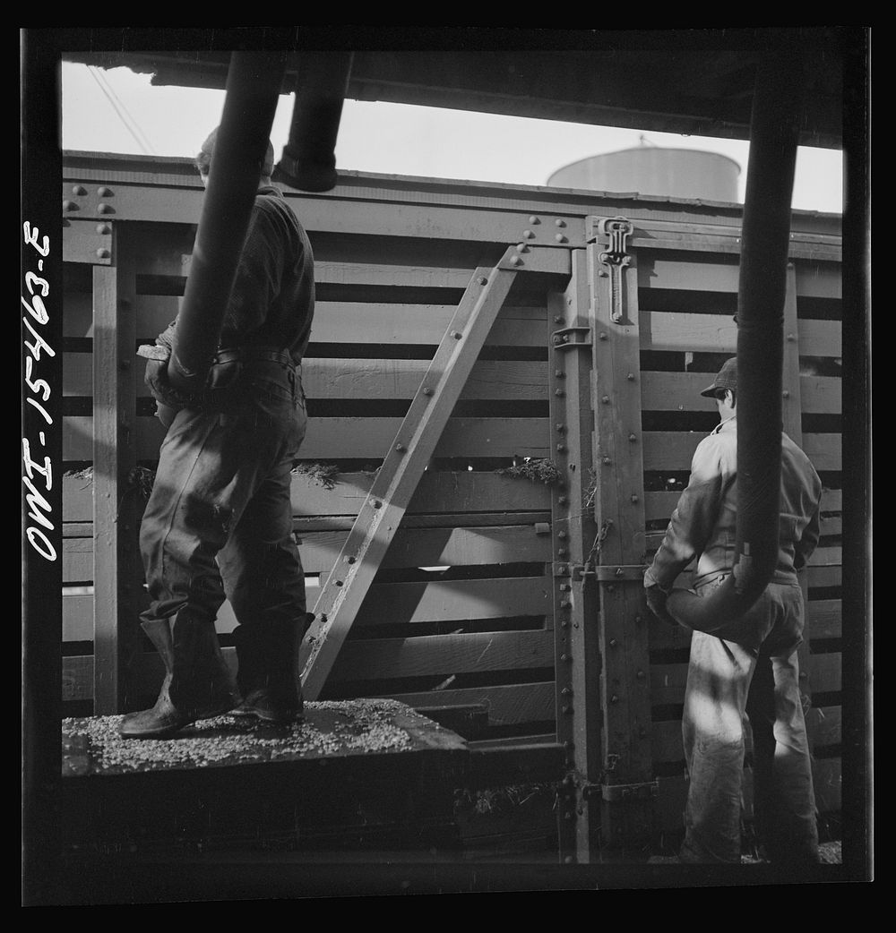 [Untitled photo, possibly related to: Calumet City, Illinois. Feeding hogs at the Calumet Park stockyards. The feed is…
