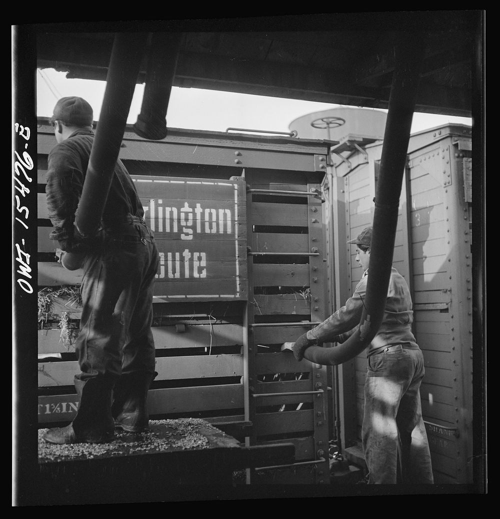 Calumet City, Illinois. Feeding hogs at the Calumet Park stockyards. The feed is sprayed into the car through a hose.…
