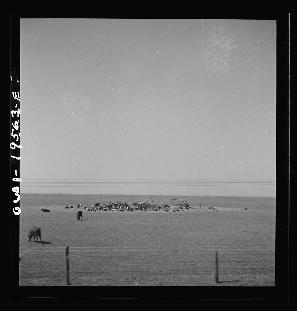 Capron, Oklahoma. Cattle grazing in the fields along the Atchison, Topeka, and Santa Fe Railroad between Wellington, Kansas…