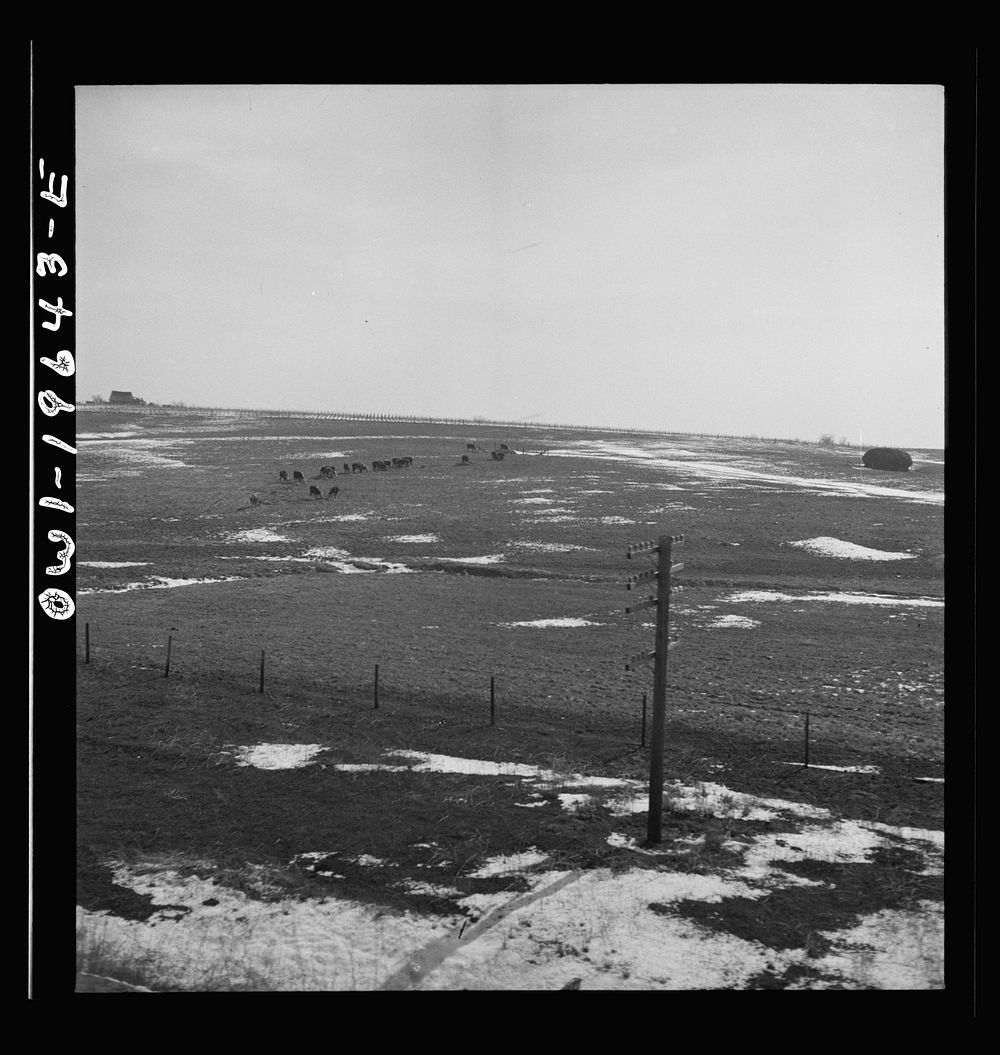 Marceline (vicinity), Missouri. Cattle grazing on a farm along the Atchison, Topeka, and Santa Fe Railroad between Fort…