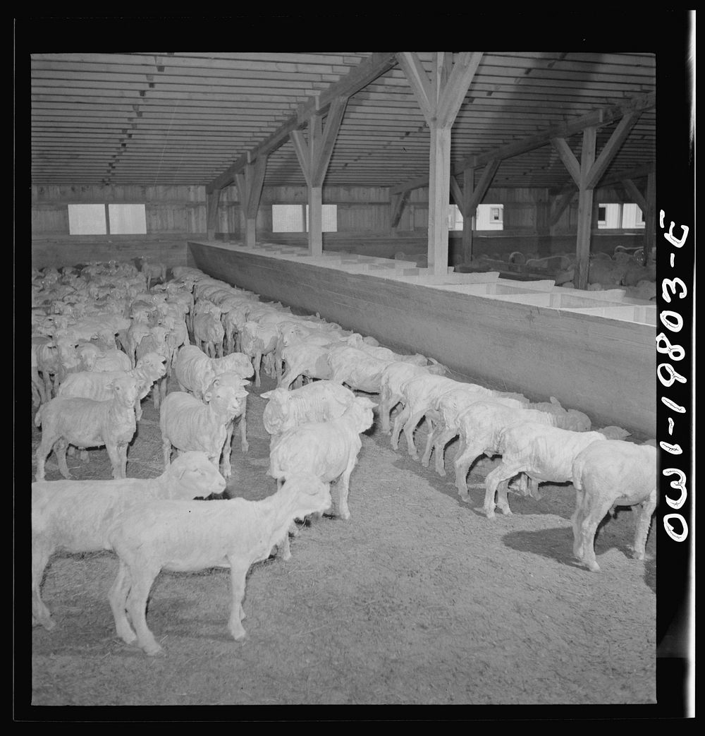 Emporia, Kansas. Shorn sheep in the stockyards. There are ninety sheep pens at the yards and 40,000 sheep were on hand.…