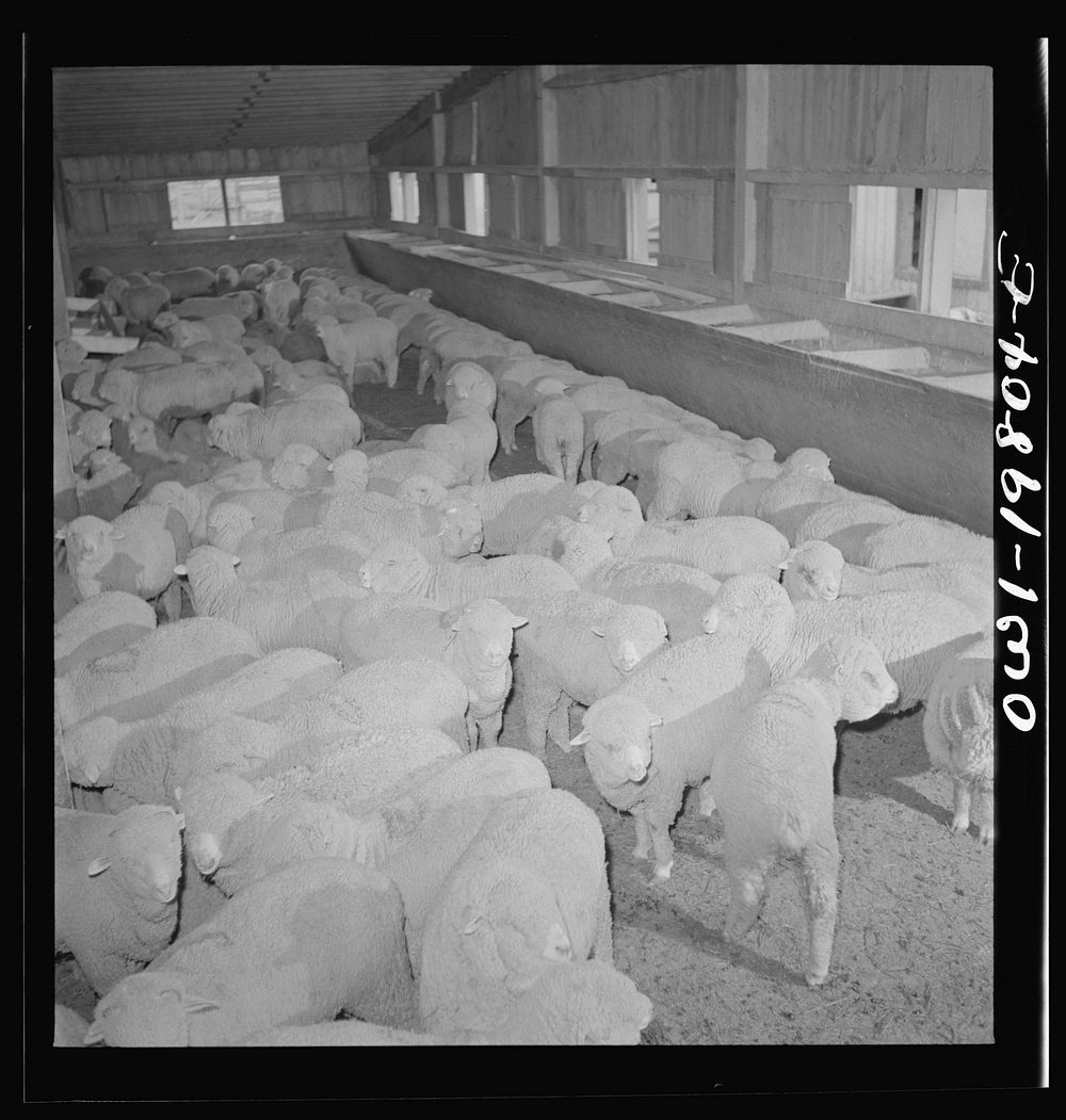 Emporia, Kansas. Sheep in the stockyards. There are ninety sheep pens at the yards and 40,000 sheep were on hand. Sourced…