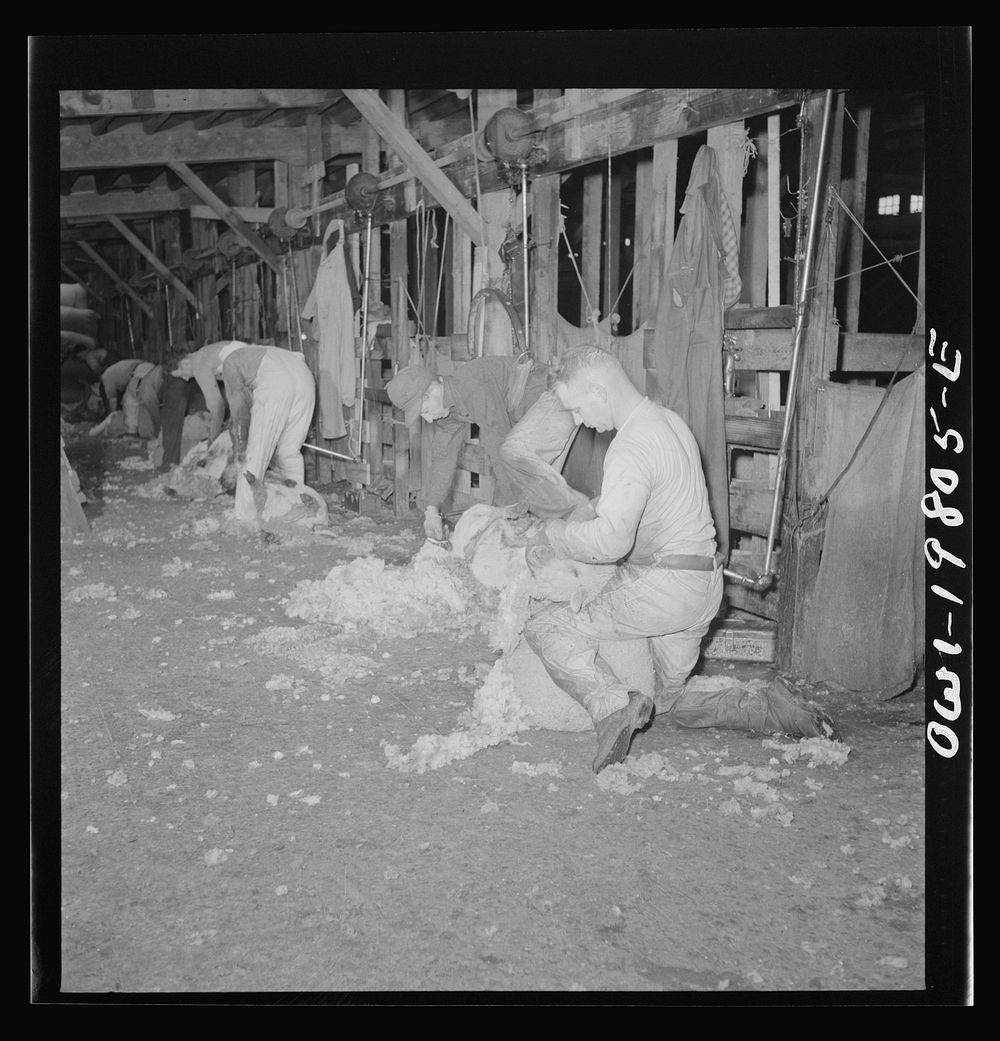 Emporia, Kansas. Shearing sheep at the stockyards. Sourced from the Library of Congress.
