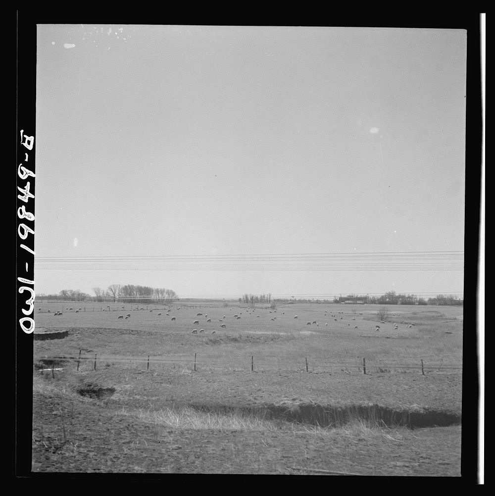 Harper, Kansas. Sheep grazing in a field along the Atchison, Topeka and Santa Fe Railroad between Wellington, Kansas and…
