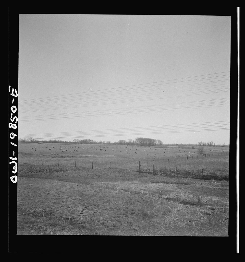 [Untitled photo, possibly related to: Argonis, Kansas. Crossing wheat fields along the Atchison, Topeka and Santa Fe…