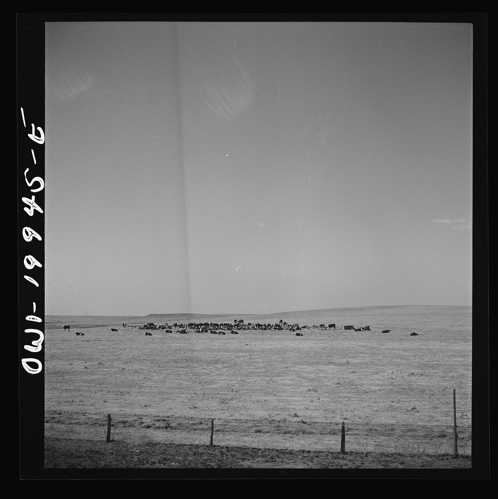 [Untitled photo, possibly related to: Codman, Texas. Feeding cattle along the Atchison, Topeka, and Santa Fe Railroad].…