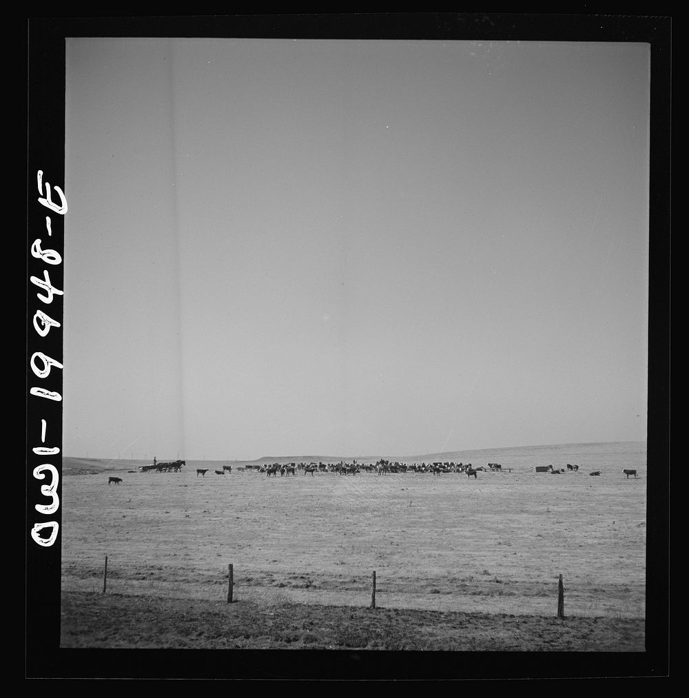 Codman, Texas. Feeding cattle along the Atchison, Topeka, and Santa Fe Railroad. Sourced from the Library of Congress.