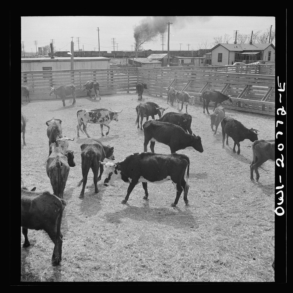 Albuquerque, New Mexico. Cattle just unloaded at the Atchison, Topeka and Santa Fe Railroad stockyards. Sourced from the…