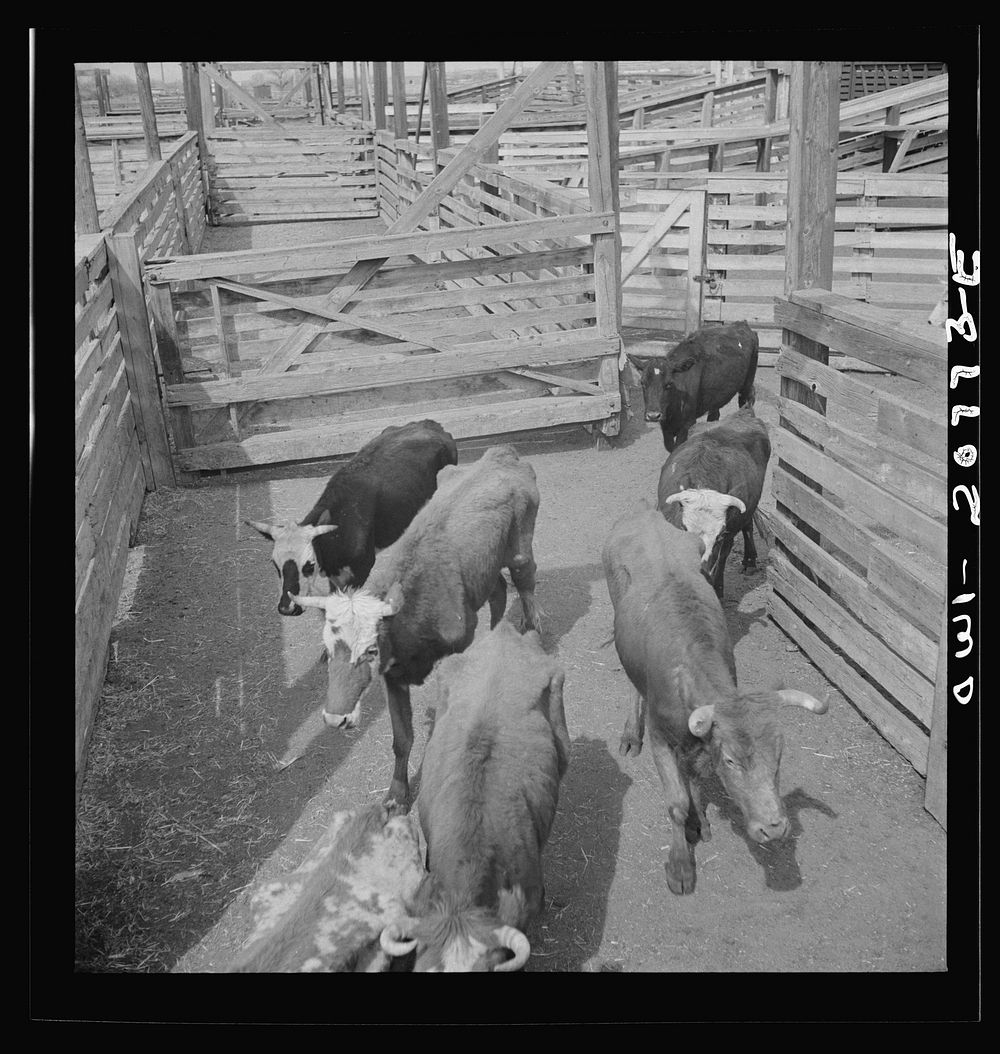 [Untitled photo, possibly related to: Albuquerque, New Mexico. Cattle just unloaded at the Atchison, Topeka and Santa Fe…