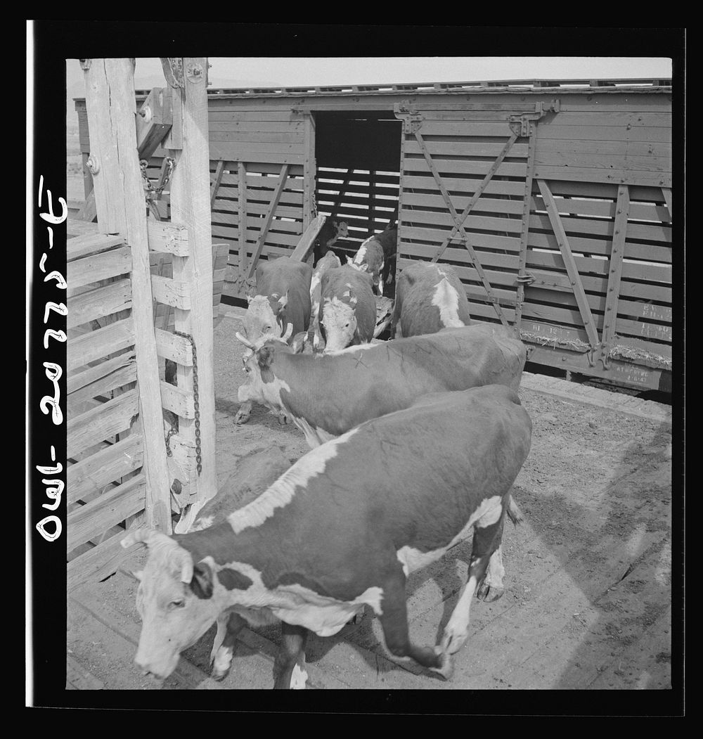 Albuquerque, New Mexico. Unloading cattle at the Atchison, Topeka and Santa Fe Railroad stockyard. Sourced from the Library…