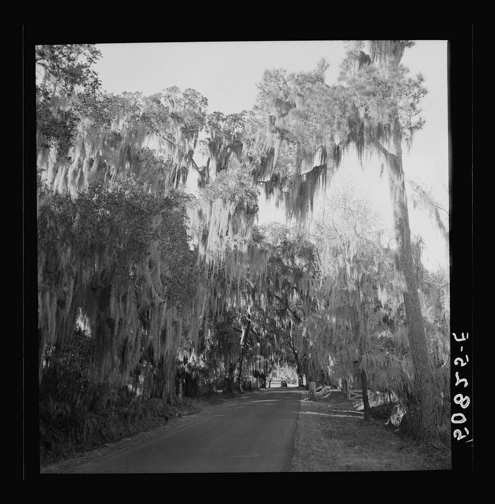 [Untitled photo, possibly related to: Typical highway near Summerville, South Carolina, with heavy hanging Spanish moss].…