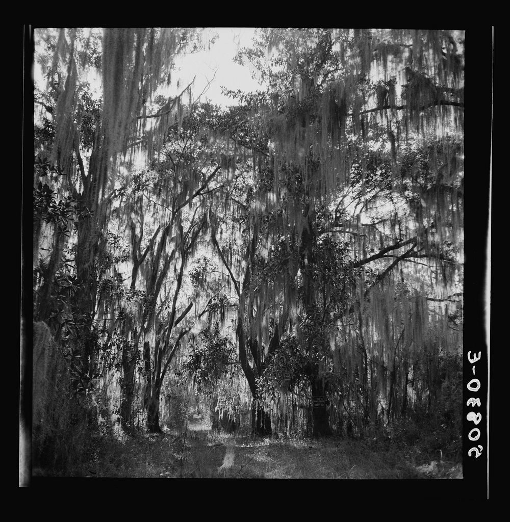 [Untitled photo, possibly related to: Typical highway near Summerville, South Carolina, with heavy hanging Spanish moss].…