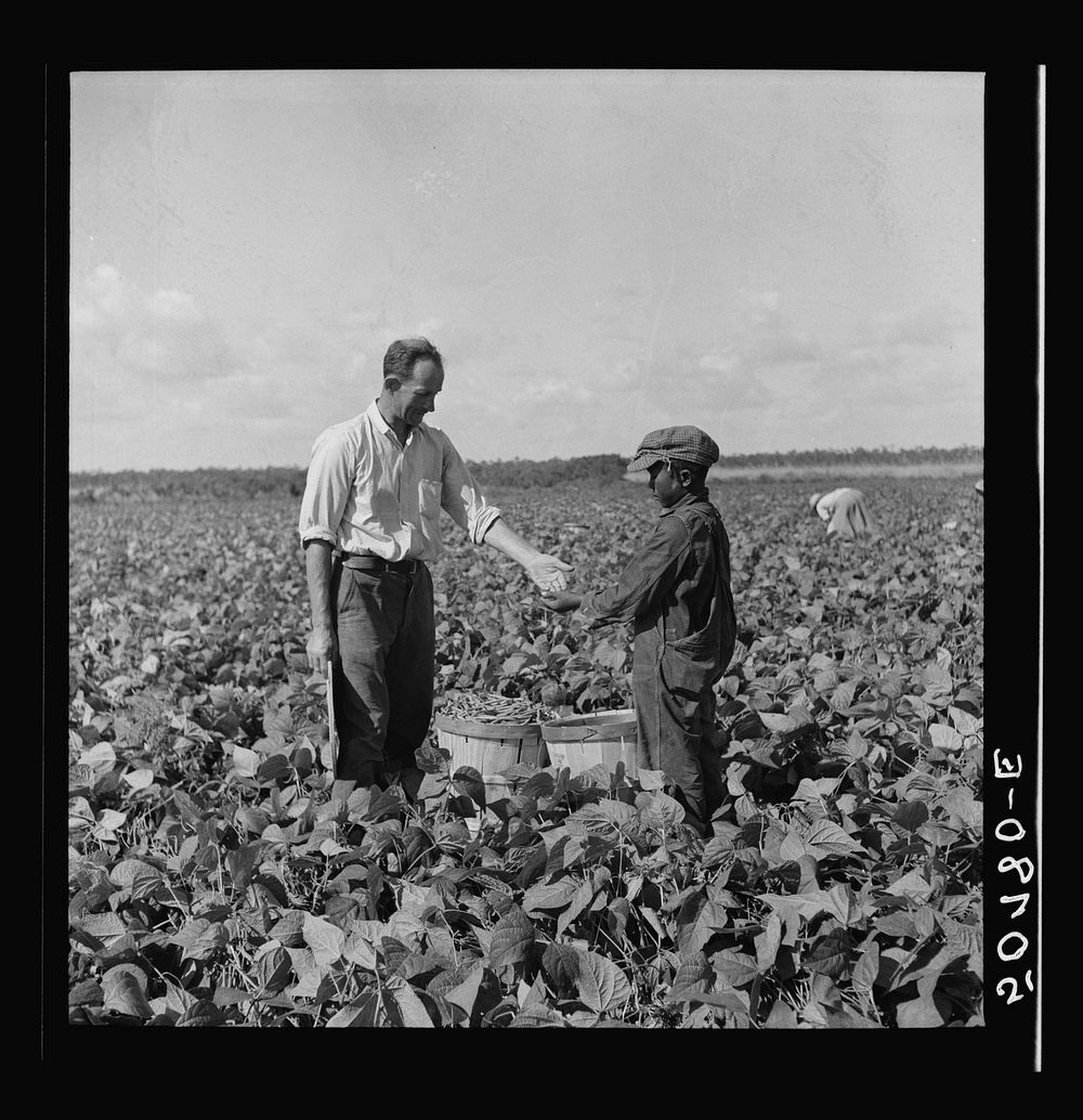 Nine year old  boy receiving twenty-cents for hamper of beans he picked for contract farmer. Homestead, Florida. Sourced…