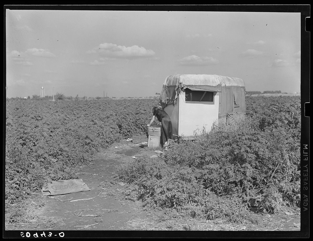 Migrant packinghouse laborer's homemade trailer home. Belle Glade, Florida. They are from Pennsylvania, have two children.…