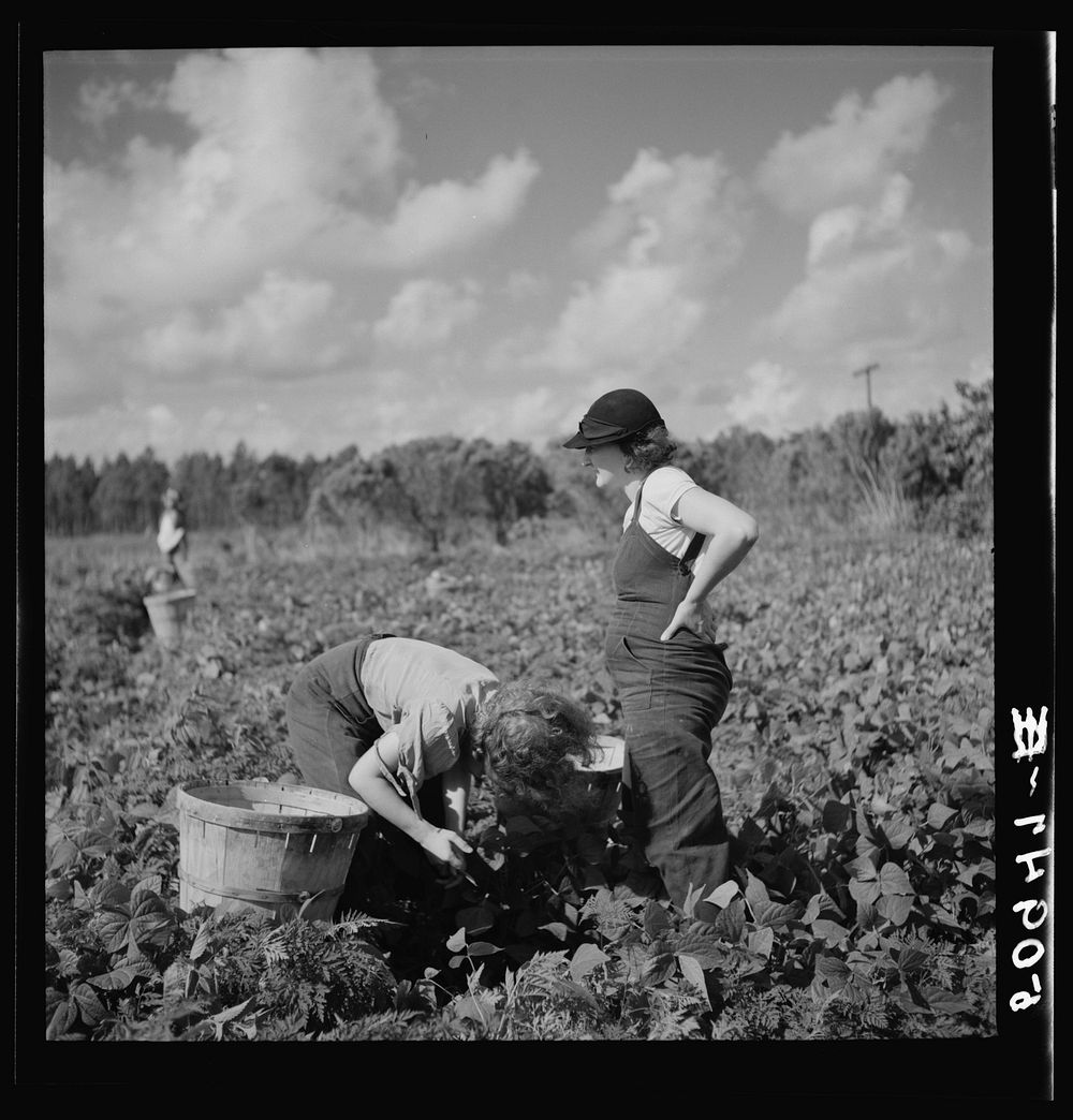 [Untitled photo, possibly related to: Mother and daughter from Indiana, picking beans. Homestead, Florida]. Sourced from the…