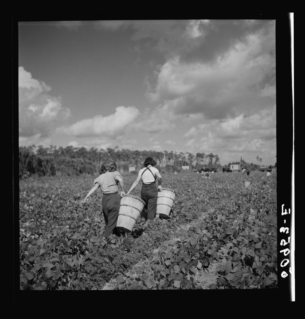 Mother and daughter from Indiana, picking beans. Homestead, Florida. Sourced from the Library of Congress.