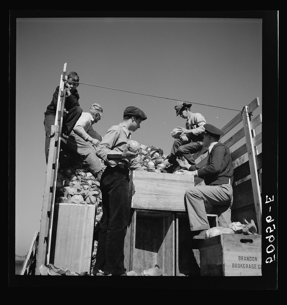 [Untitled photo, possibly related to: Packing cabbages in truck to go to market, from small truck farm of man from North…