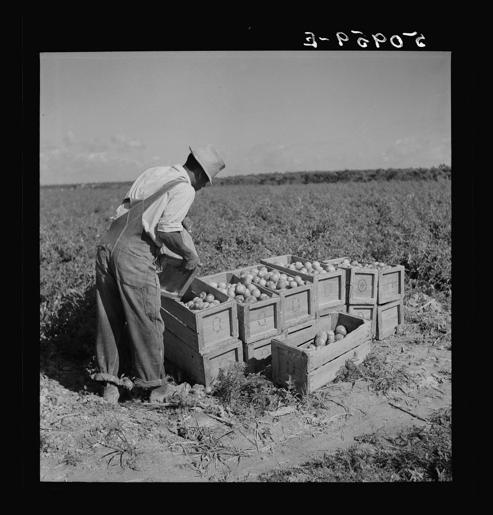 [Untitled photo, possibly related to: Dumping newly-picked crates of tomatoes to be hauled away by truck. Homestead…