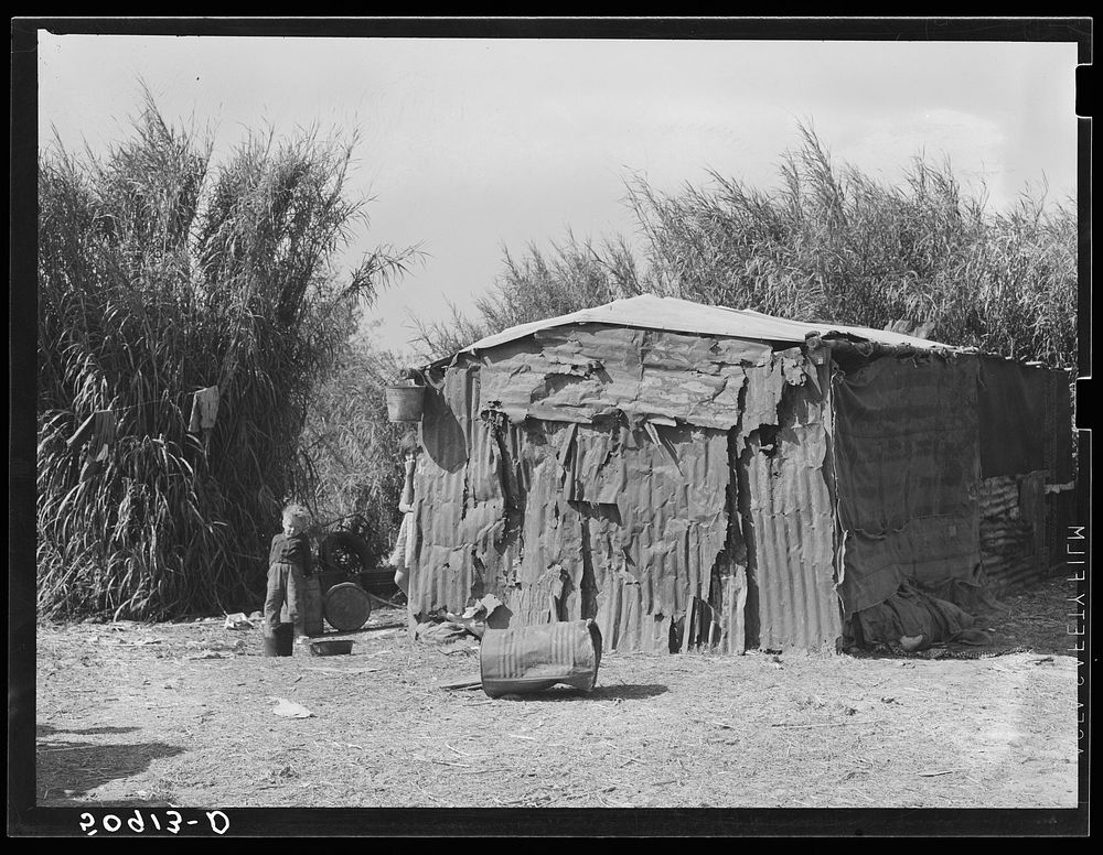 Migrant packinghouse workers' shack or "lean-to" made of old rusty pieces of galvanized tin and burlap. It is beside a canal…