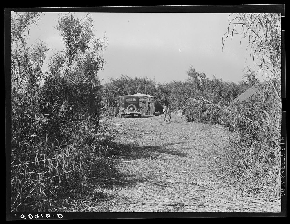 Migrant packinghouse worker's shack or "lean-to" made of old rusty pieces of galvanized tin and burlap. It is beside a canal…
