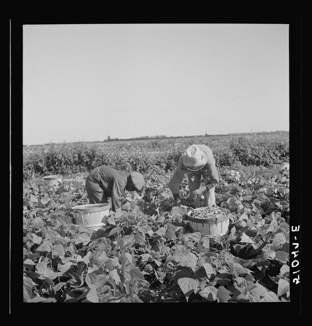 [Untitled photo, possibly related to: Former railroad man from Tennessee picking beans. Homestead, Florida]. Sourced from…