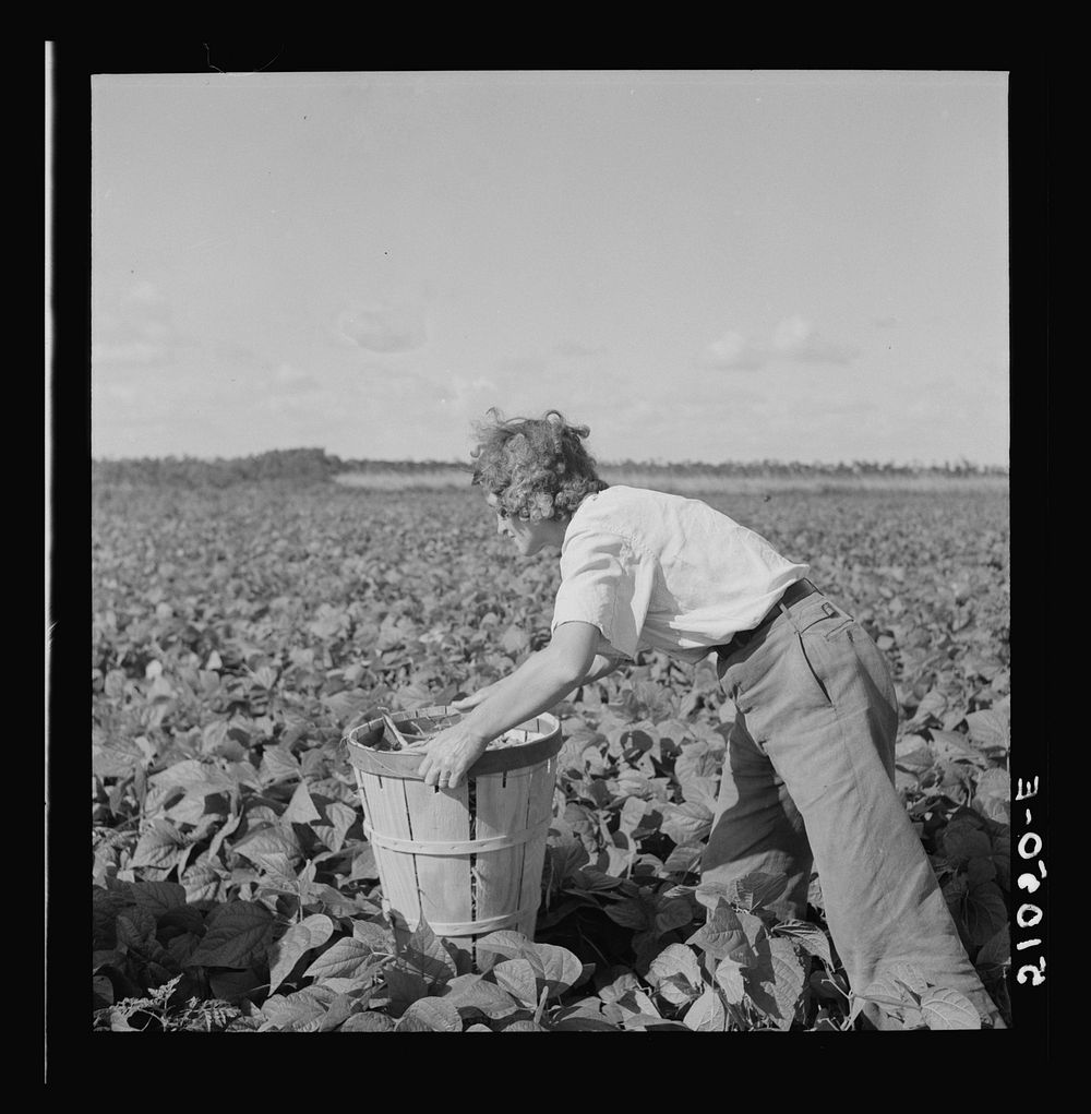 Woman from New Jersey picking beans.  Hampers are very heavy and must be moved along as one picks.  Homestead, Florida.…