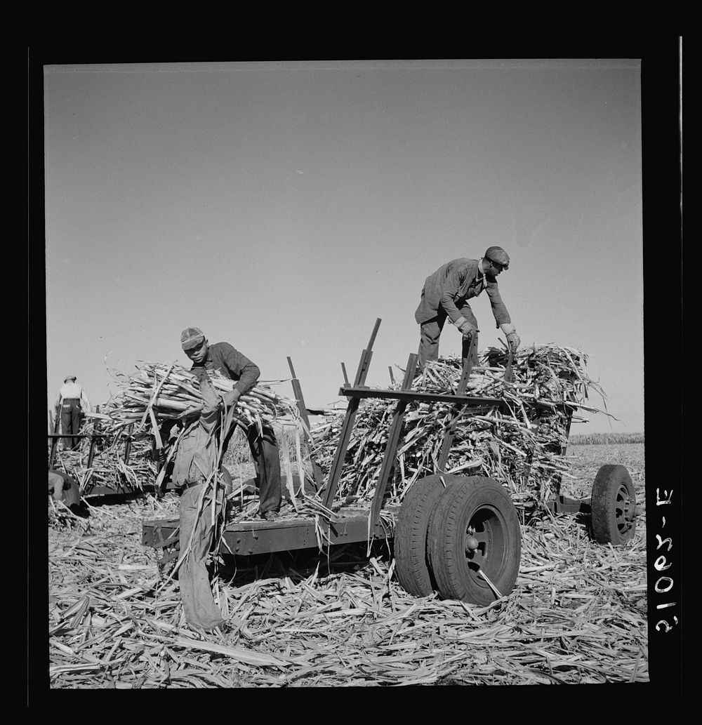[Untitled photo, possibly related to: Cut sugarcane being carried to the trucks for USSC (United States Sugar Corporation).…