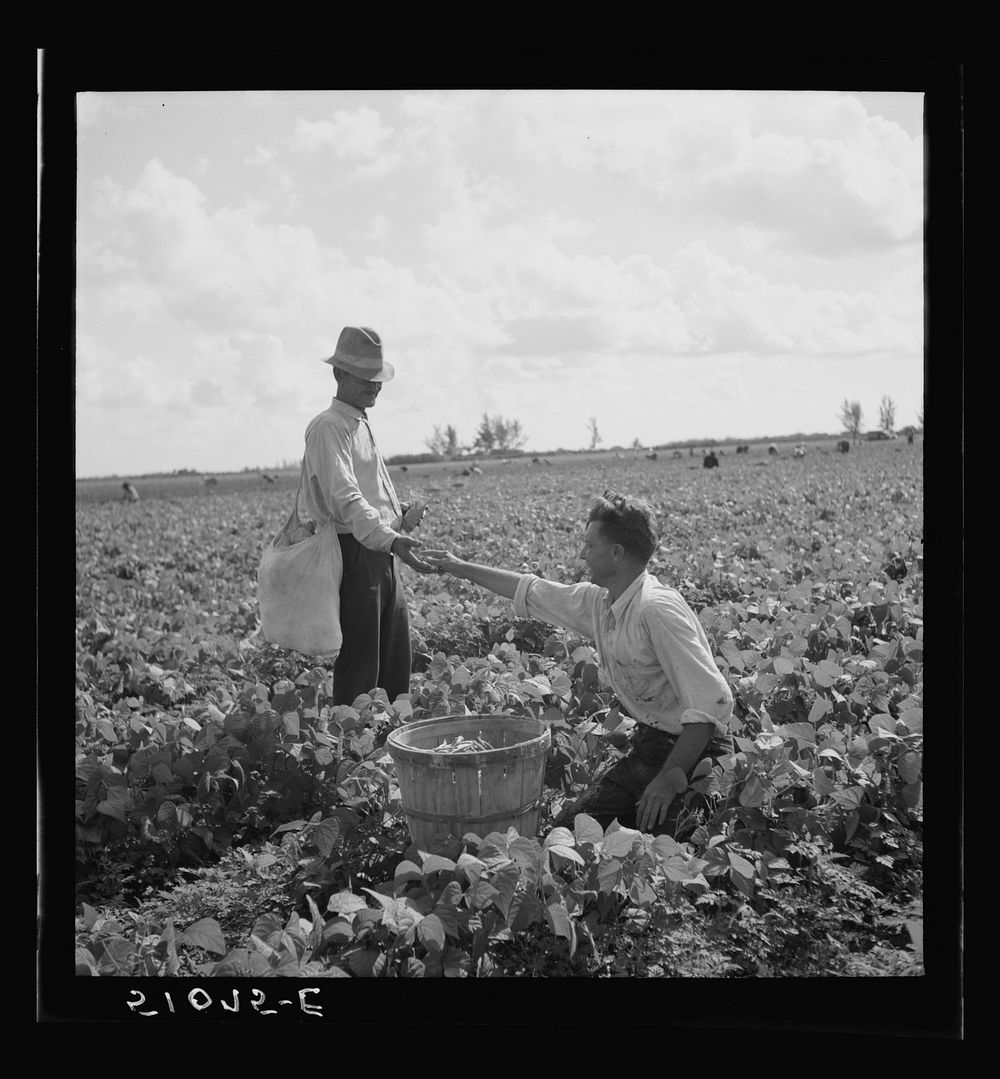 [Untitled photo, possibly related to: Migrant laborers from Missouri picking beans. Homestead, Florida. Majority are es].…