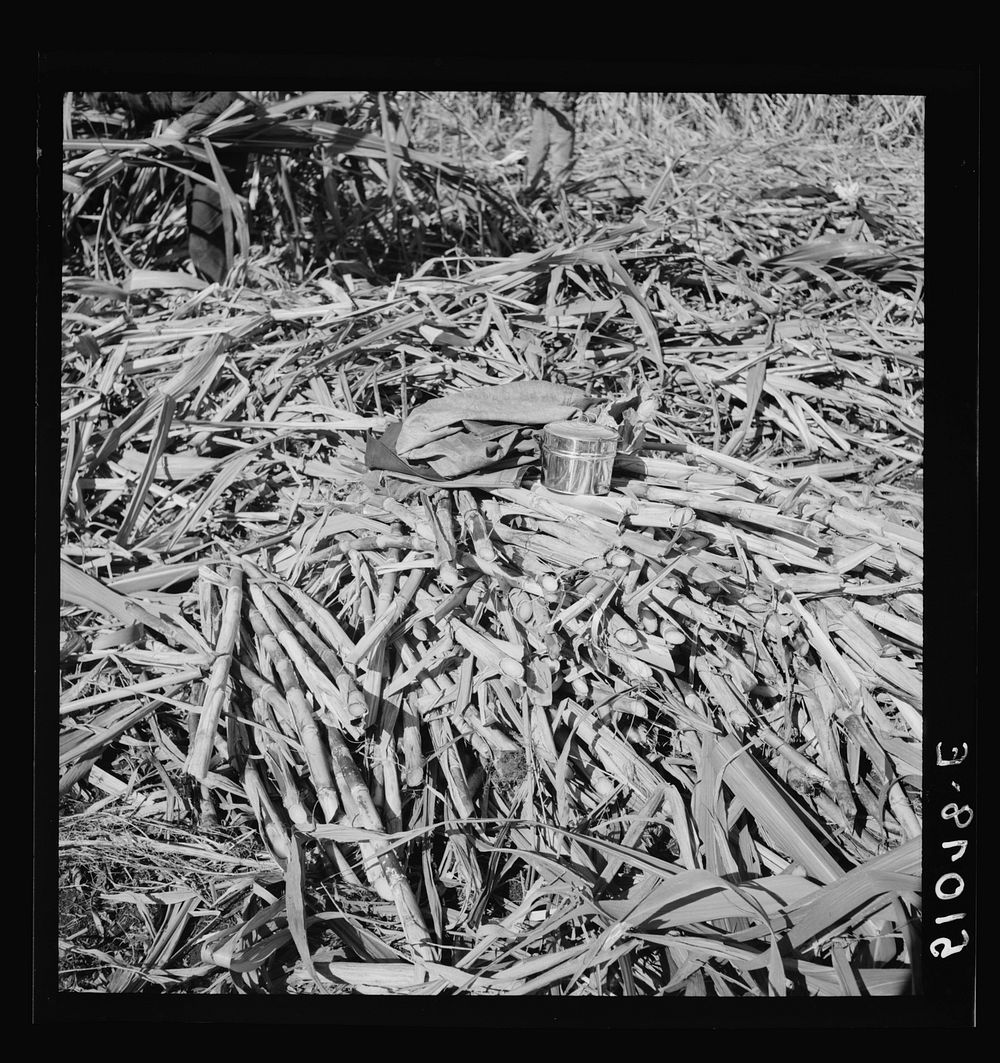  cane cutter's dinner pail and jacket on heap of cut sugarcane for USSC (United States Sugar Corporation). Clewiston…