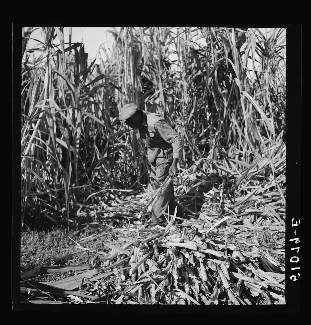 [Untitled photo, possibly related to: Harvesting sugar cane for USSC (United States Sugar Corporation) near Clewiston…