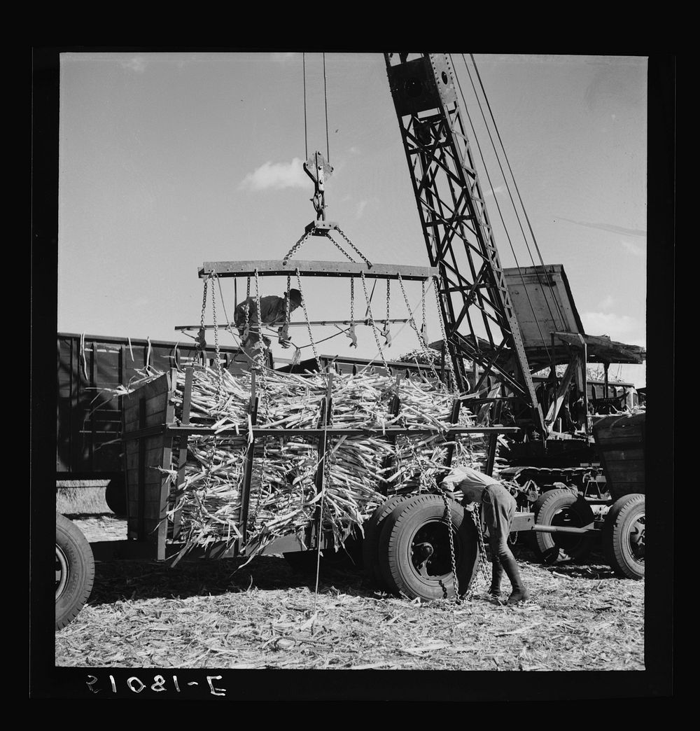 Sugarcane being hoisted from truck to waiting freight cars for USSC (United States Sugar Corporation). Sourced from the…
