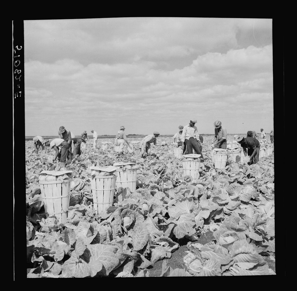 [Untitled photo, possibly related to: Migrant laborers cutting cabbages near Lake Harbor in Lake Okeechobee region…