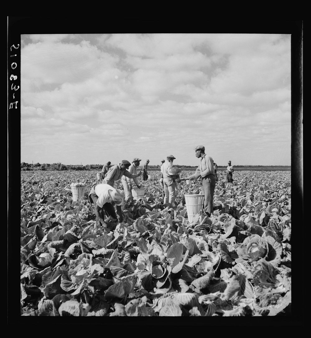 [Untitled photo, possibly related to: Migrant laborers cutting cabbages near Lake Harbor in Lake Okeechobee region…