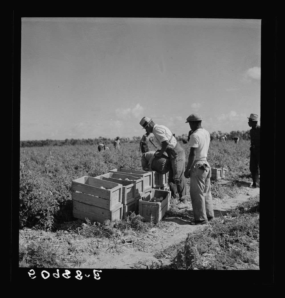 Dumping newly-picked crates of tomatoes to be hauled away by truck. Homestead, Florida. Sourced from the Library of Congress.