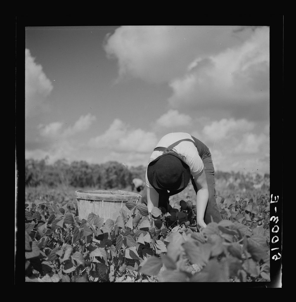 Picking beans near Homestead, Florida. Sourced from the Library of Congress.