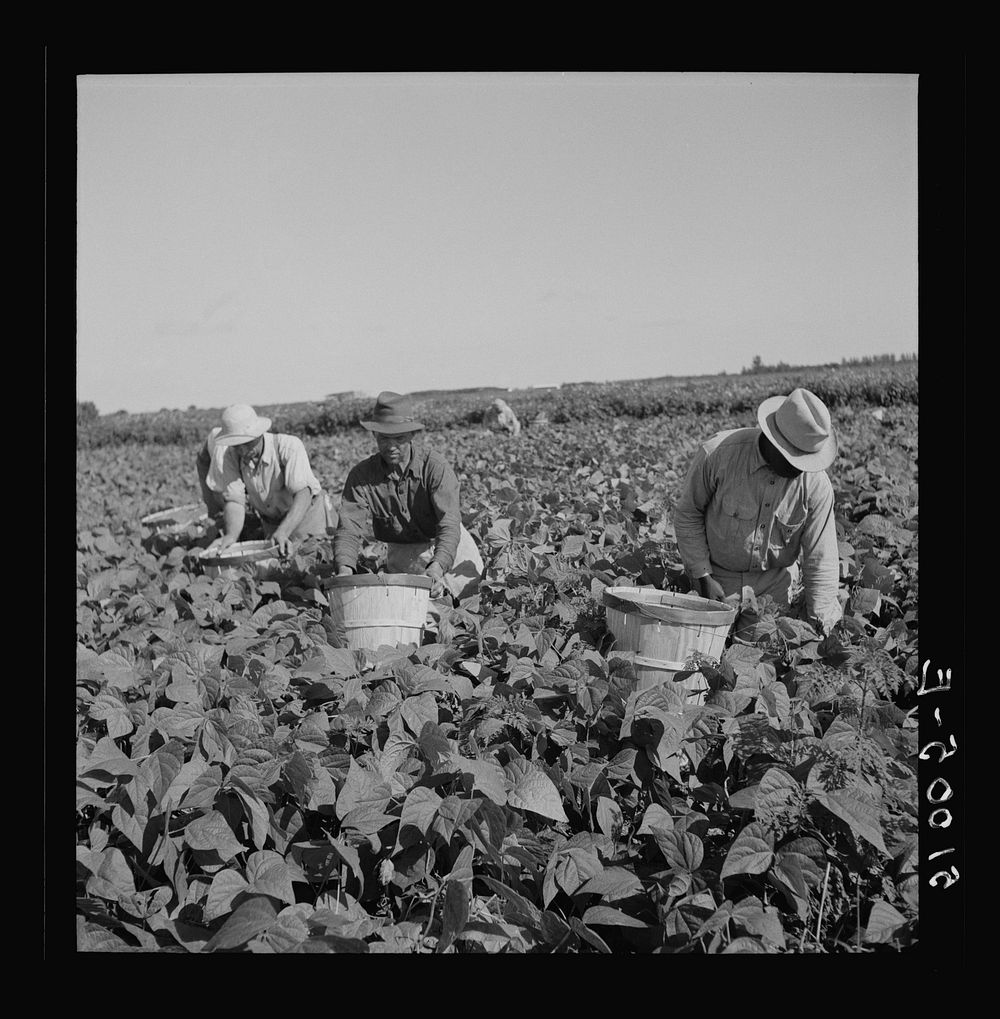 Picking beans in Homestead, Florida. Sourced from the Library of Congress.
