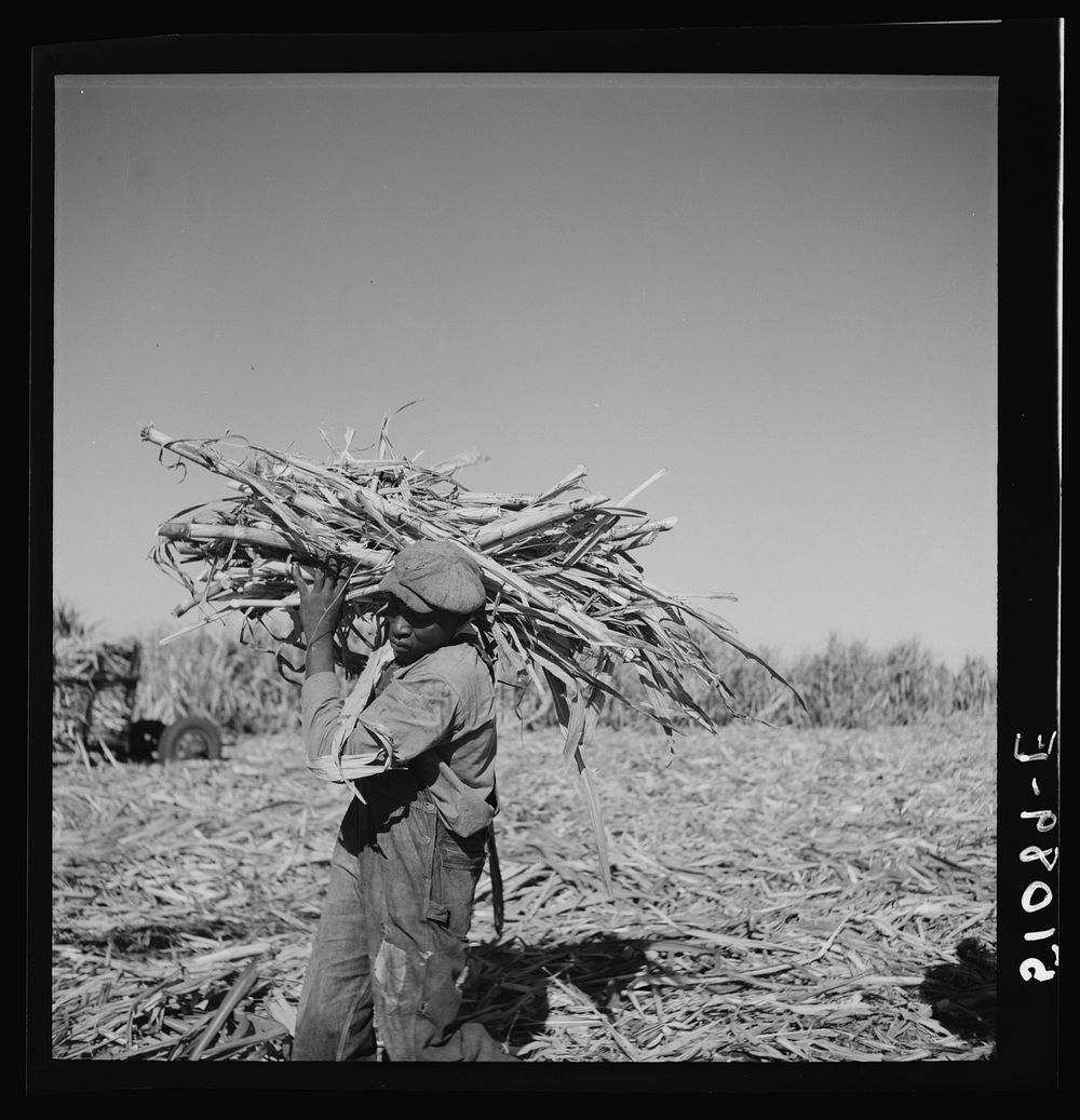 Cut sugarcane being carried to the trucks for USSC (United States Sugar Corporation). Clewiston, Florida. Sourced from the…