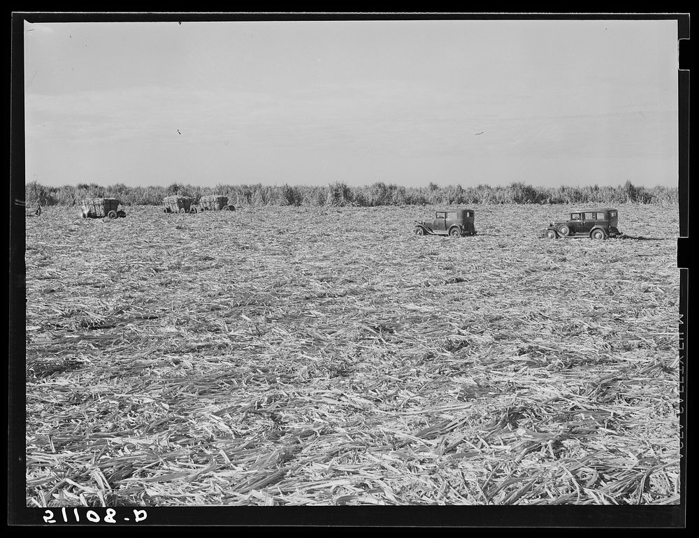 Harvesting sugar cane for USSC (United States Sugar Corporation) near Clewiston, Florida. Sourced from the Library of…