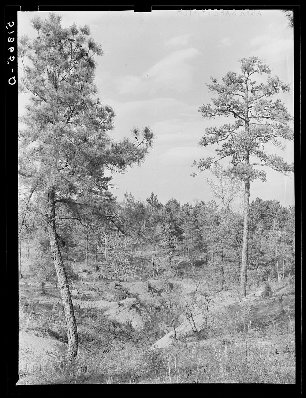 Gullied land and pine trees near Atlanta, Georgia. Sourced from the Library of Congress.