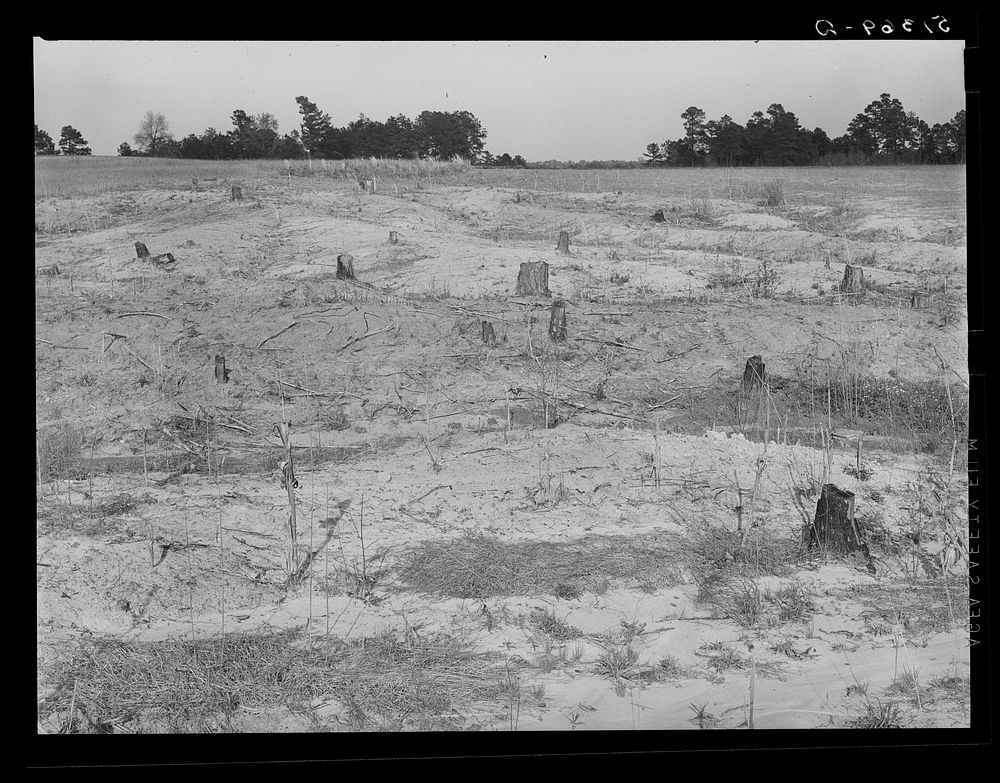 Eroded and cut-over land. Greene County, Georgia. Sourced from the Library of Congress.