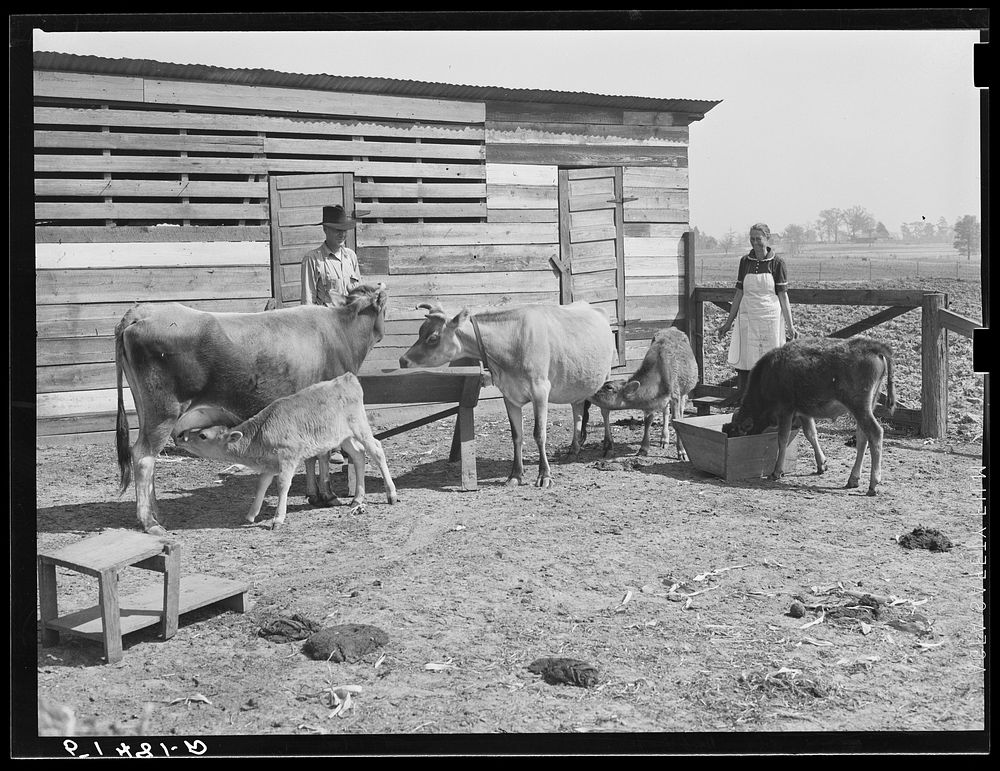 Mr. and Mrs. Watkins with some of their fine livestock. Coffee County, Alabama. Sourced from the Library of Congress.
