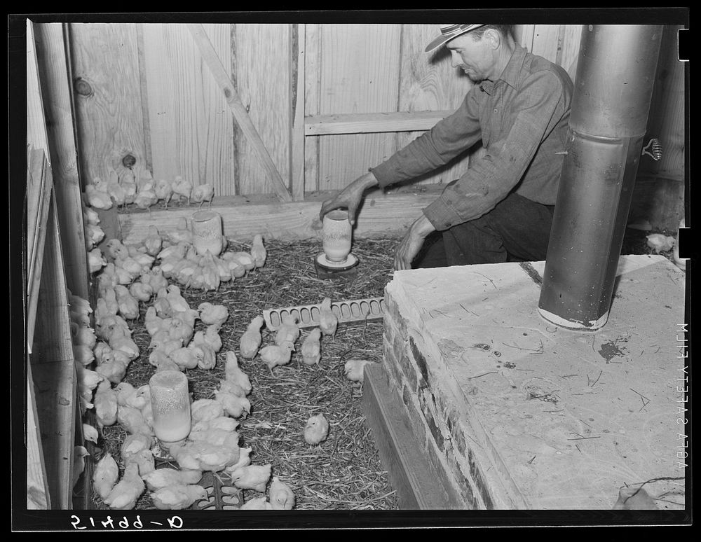 Chick brooder of project family Jones. Coffee County, Alabama. Sourced from the Library of Congress.