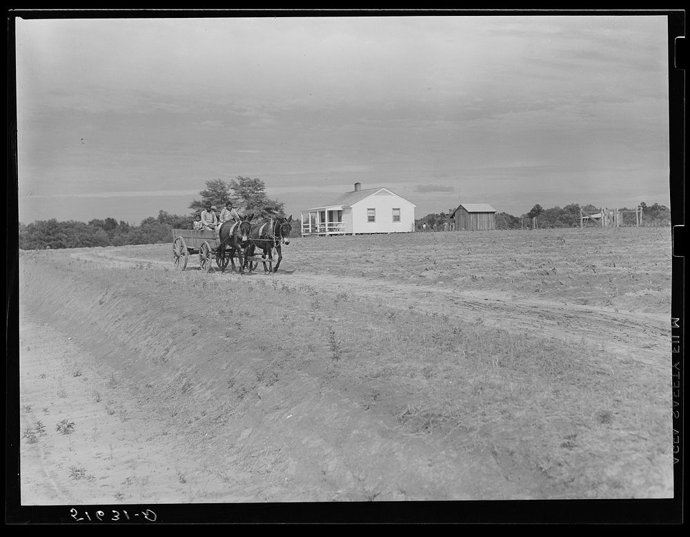 Ben Turner and family coming down driveway from his home in his wagon with his two mules. Flint River Farms, Georgia.…