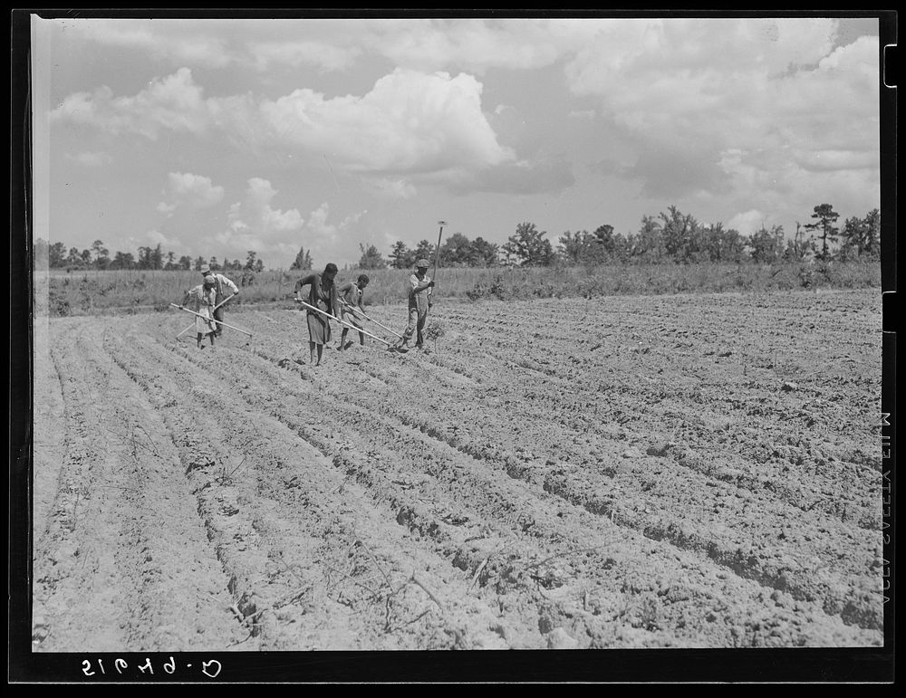 [Untitled photo, possibly related to: Lawrence Rodgers and his boys chopping cotton, with houses in background. Flint River…