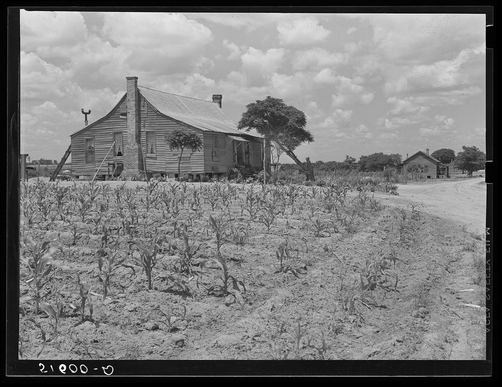 General Took's old house and corn crop. Flint River Farms, Georgia. Sourced from the Library of Congress.